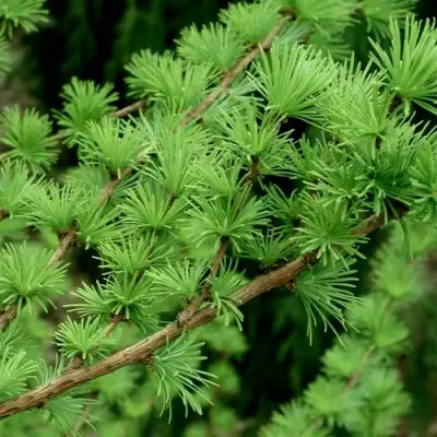 Лиственница европейская в Пинске