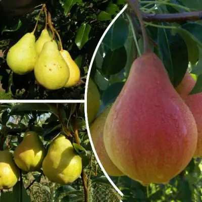 Комплект ТРИ ГРАЦИИ в Пинске