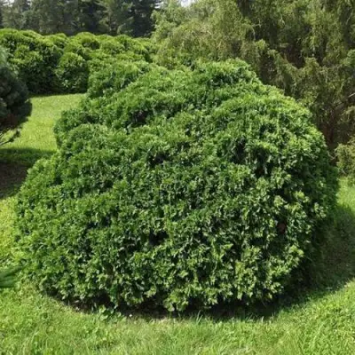 Туя УМБРАКУЛИФЕРА западная в Пинске