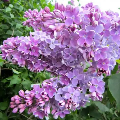 Сирень ОЛЯ в Пинске