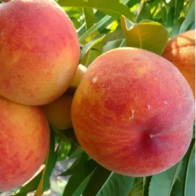 Персик ДИВНЫЙ в Пинске