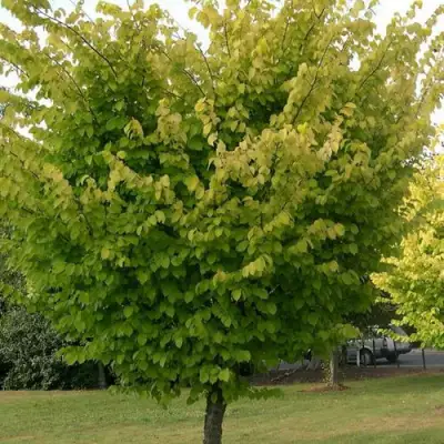 Вяз обыкновенный в Пинске