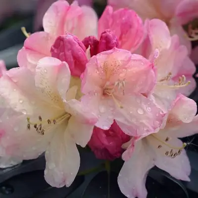 Рододендрон ПЕРСИ ВАЙСМАН в Пинске