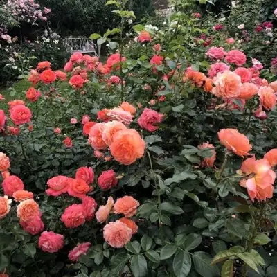 Роза БЕЛЬВЕДЕР шраб в Пинске