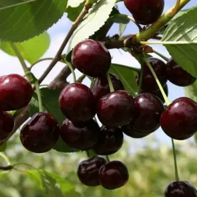 Вишня СВЕРДЛОВЧАНКА степная в Пинске