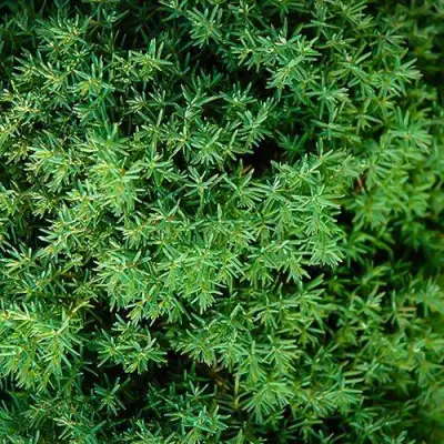 Туя ТЕДДИ западная в Пинске