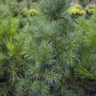 Сосна АРМАНДИ в Пинске