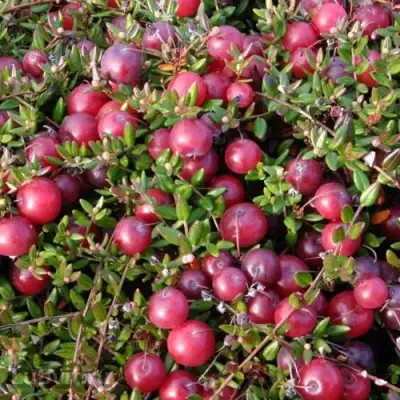 Клюква БЕН ЛИР в Пинске