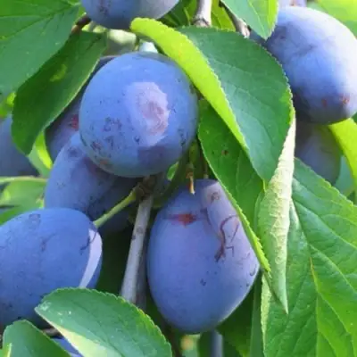 Слива ПЕРДРИГОН в Пинске