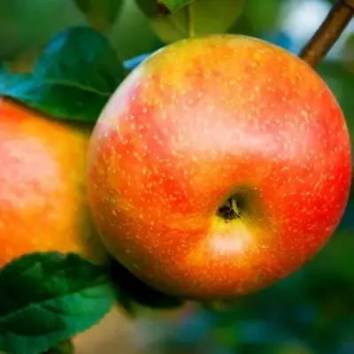 Яблоня АБРИКОСОВАЯ в Пинске