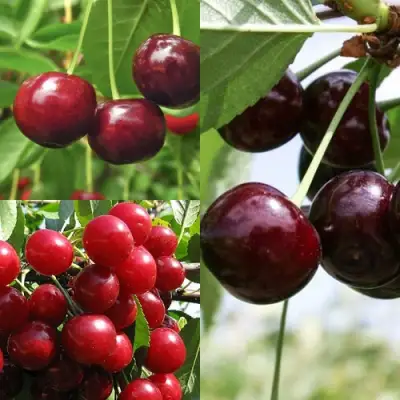 Комплект ВИШНЕВЫЙ САД в Пинске