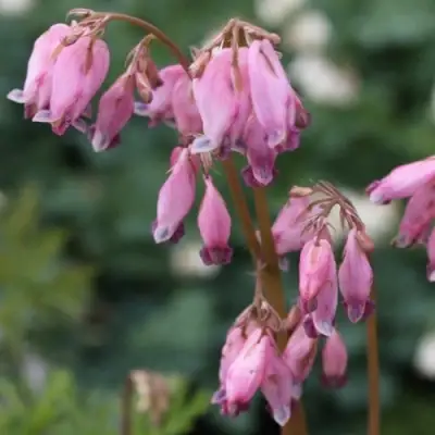 Дицентра изящная в Пинске