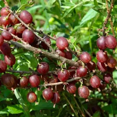 Крыжовник ОЛАВИ (ХИННОНМАЕН ПУНАЙНЕН) в Пинске