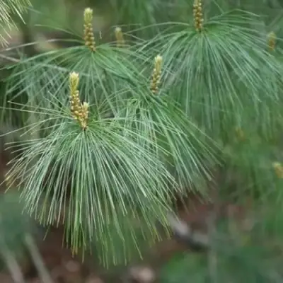 Сосна АРМАНДИ в Пинске