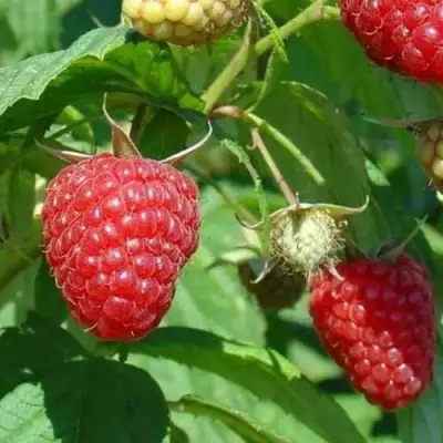 Малина ТАДМОР в Пинске