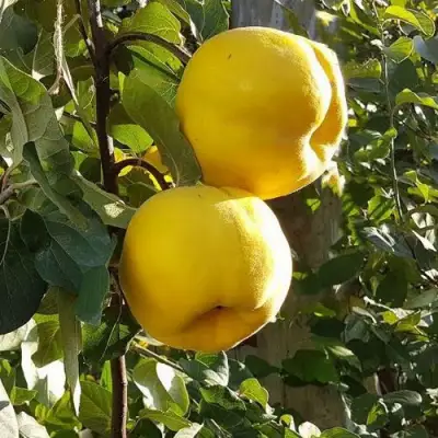 Айва МАРИЯ в Пинске