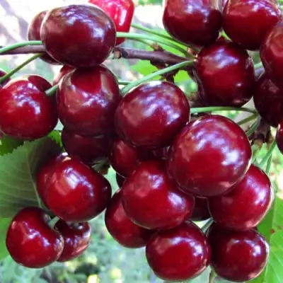 Вишня ЖУКОВСКАЯ в Пинске