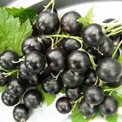 Смородина чёрная ТИТАНИЯ в Пинске