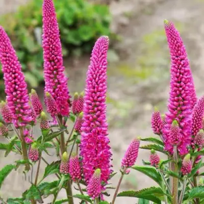 Вероника ФЕРСТ ЛАВ длиннолистная в Пинске