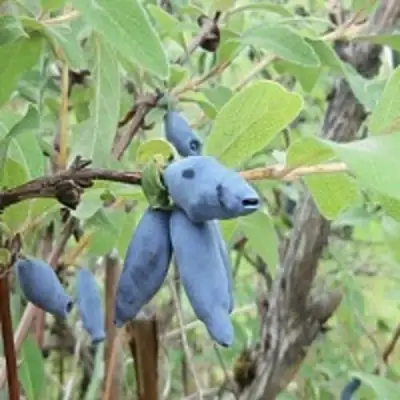 Жимолость съедобная ПУШКИНСКАЯ в Пинске