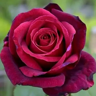 Роза ПАПА МЕЙЯН чайно-гибридная в Пинске