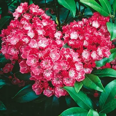 Кальмия КАРДИНАЛ в Пинске