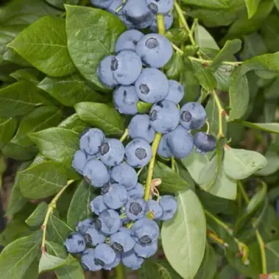 Голубика ЛИБЕРТИ в Пинске