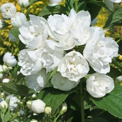 Жасмин махровый в Пинске