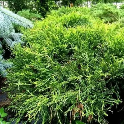 Кипарисовик ФИЛИФЕРА АУРЕА ВАРИЕГАТТА горохоплодный в Пинске