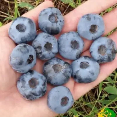 Голубика ЧАНДЛЕР в Пинске