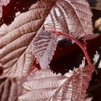 Фундук СИРЕНА в Пинске