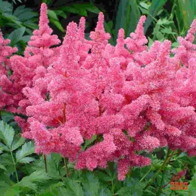 Астильба БОНН японская в Пинске