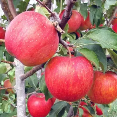 Яблоня ЖЕНЕВА (ЖЕНЕВА ЭРЛИ) в Пинске