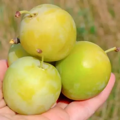 Слива РЕНКЛОД ранний в Пинске