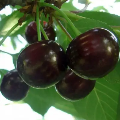 Дюк КСЕНИЯ (ЧЕРЕВИШНЯ) в Пинске