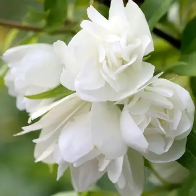 Жасмин МАНТО Д’ЭРМИН в Пинске