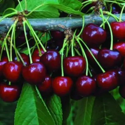 саженцы черешни Веда