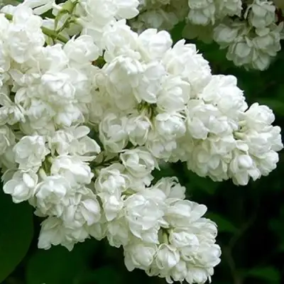 Сирень ПАМЯТЬ О КОЛЕСНИКОВЕ в Пинске