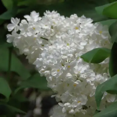 Сирень РУССКИЙ СЕВЕР в Пинске