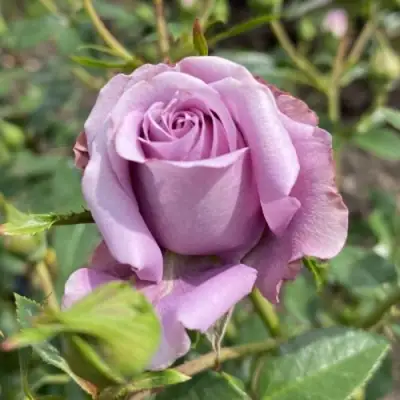 Роза БИЛОНА спрей в Пинске