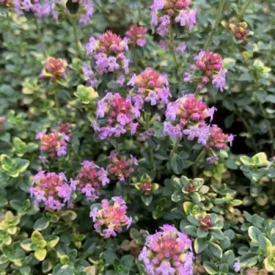 Тимьян ДОННА ВАЛЕЙ лимоннопахнущий в Пинске