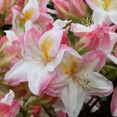 Азалия САТОМИ японская в Пинске