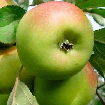 Яблоня БРАТ ЧУДНОГО стелющаяся в Пинске