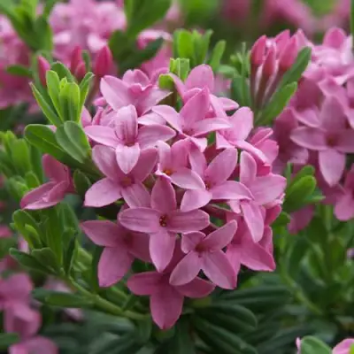 Волчеягодник КОЛЛИНА ГАРАЛЕНС в Пинске