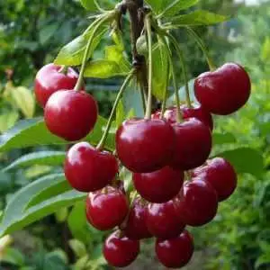 Дюк ФАКЕЛ в Пинске