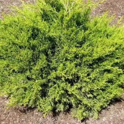 Можжевельник ИЗАБЕЛИН китайский в Пинске