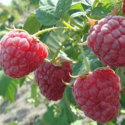 Малина БРУСИЛОВСКАЯ в Пинске