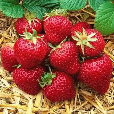 Клубника ХОНЕЙ в Пинске