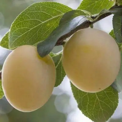 Слива УТРО в Пинске