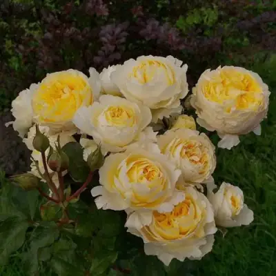 Роза БЕАТРИС английская в Пинске